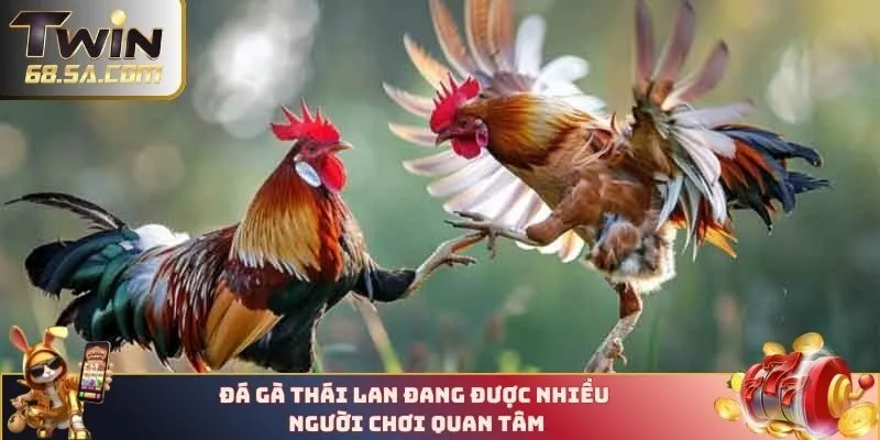 Đá gà Thái Lan đang được nhiều người chơi quan tâm